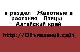  в раздел : Животные и растения » Птицы . Алтайский край